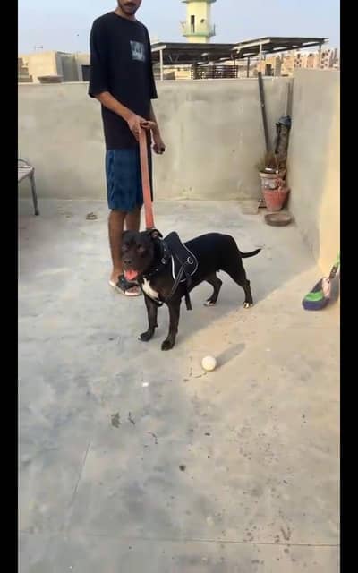 dogs for sale