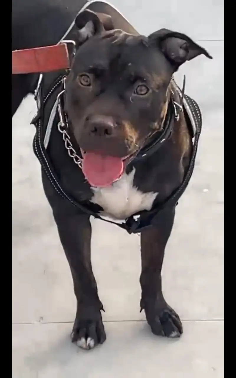 dogs for sale — photo 3