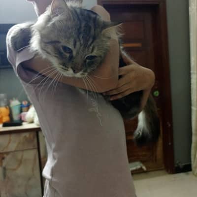 cat urgent sell