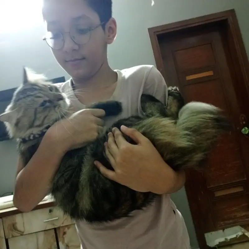 cat urgent sell — photo 2