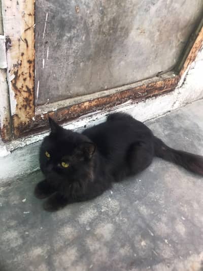 black persaian cat