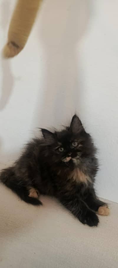 Persian kitten