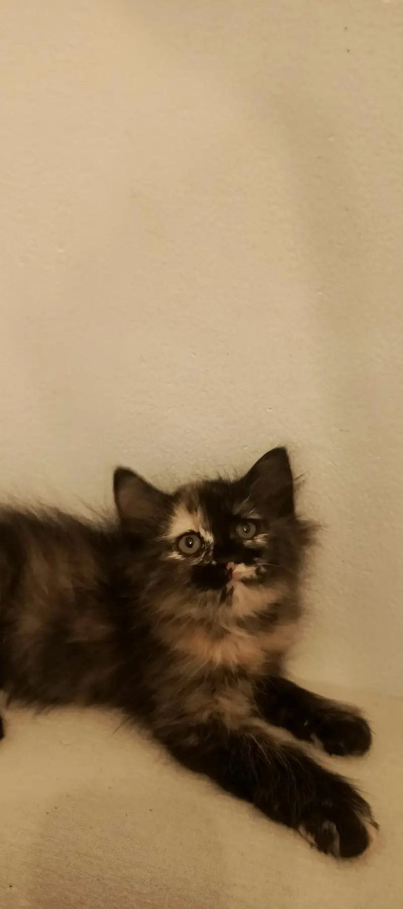 Persian kitten — photo 2