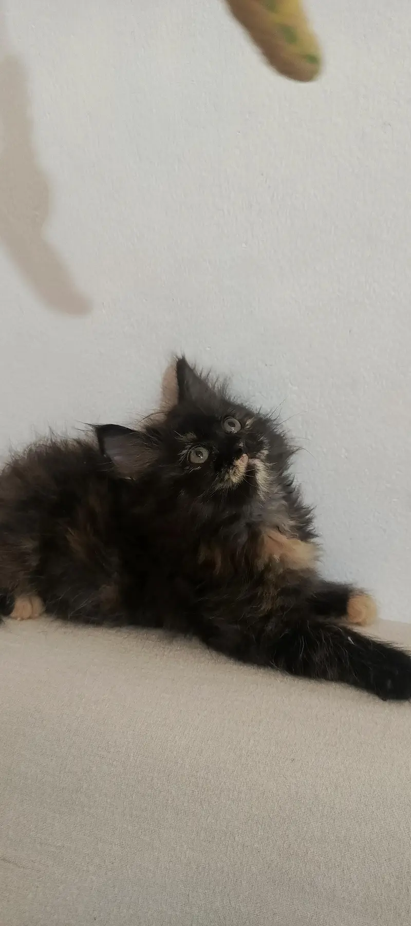 Persian kitten — photo 3