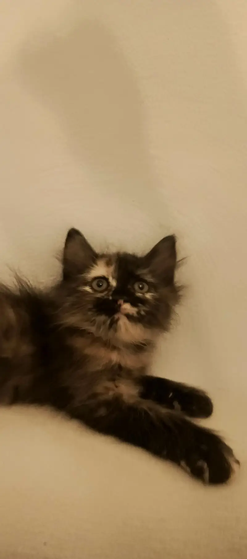 Persian kitten — photo 4