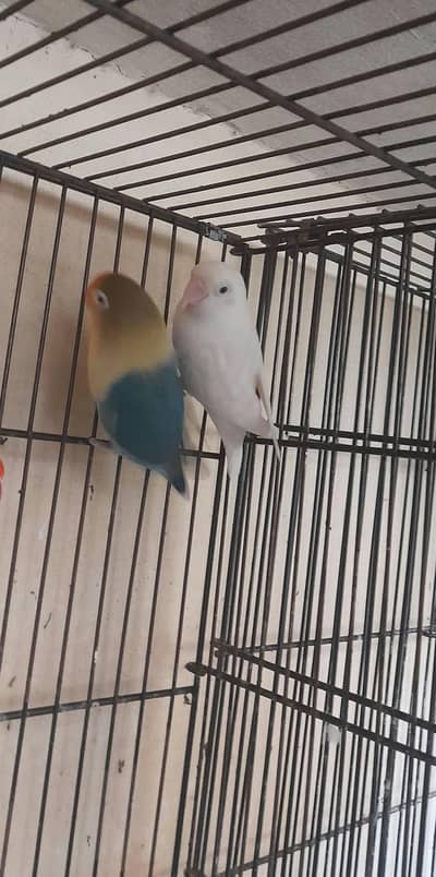 4breder pair for sale Multan