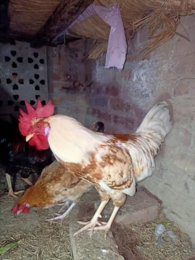 Golden Misri Hens