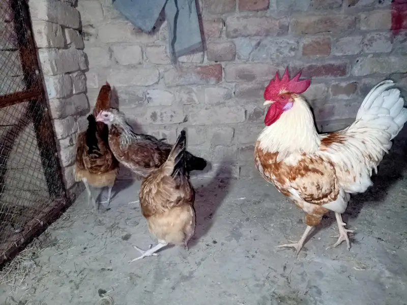 Golden Misri Hens — photo 2