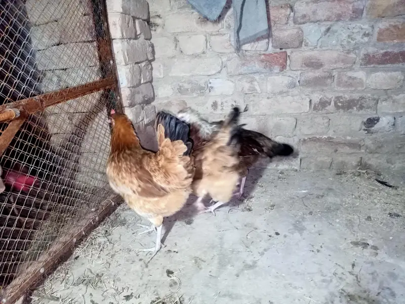 Golden Misri Hens — photo 3
