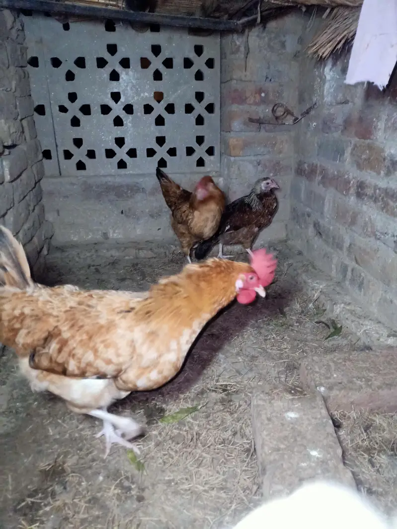Golden Misri Hens — photo 4