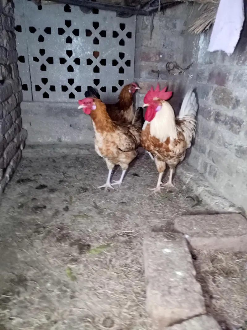 Golden Misri Hens — photo 5