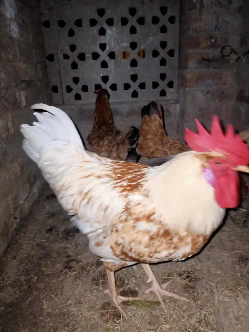 Golden Misri Hens — photo 6