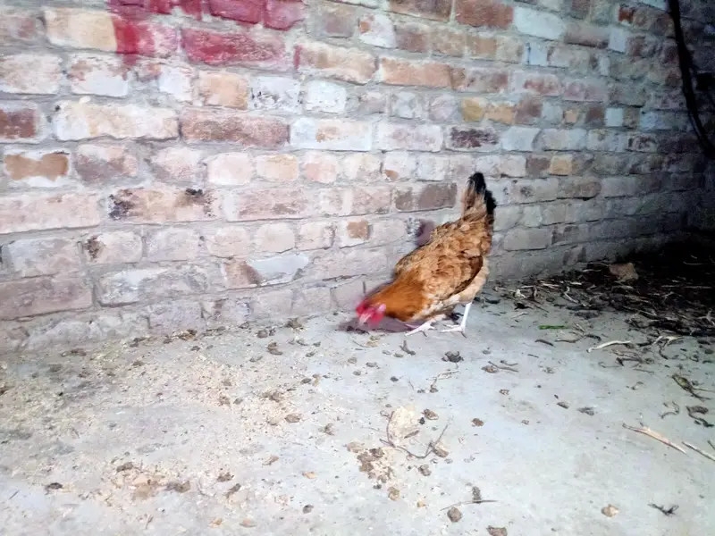 Golden Misri Hens — photo 7