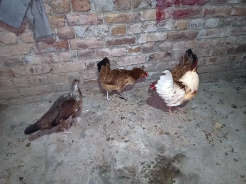 Golden Misri Hens — photo 8