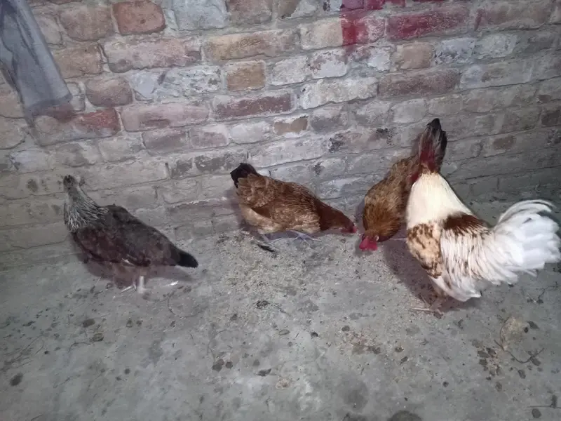 Golden Misri Hens — photo 9