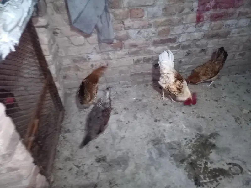 Golden Misri Hens — photo 10
