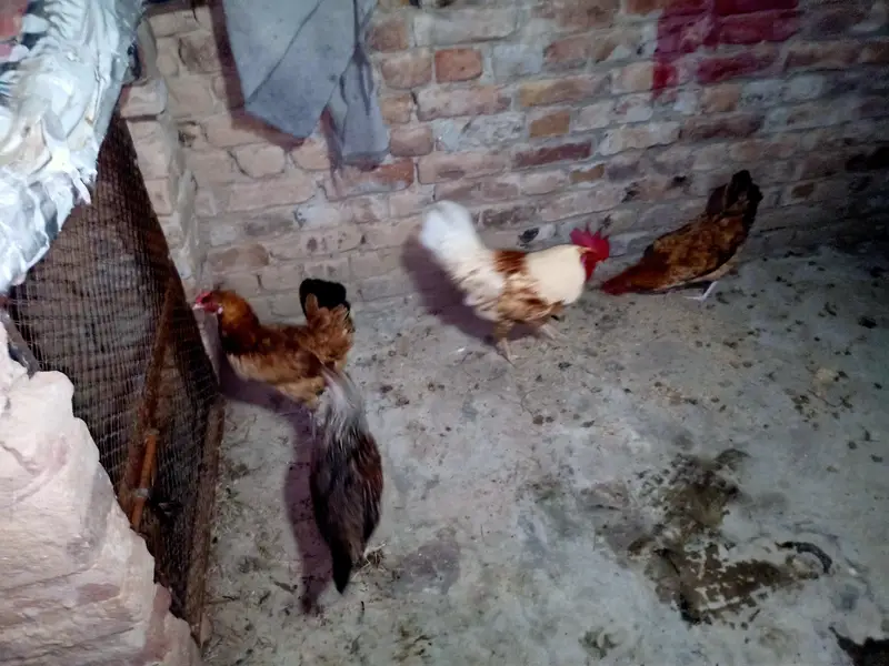 Golden Misri Hens — photo 11