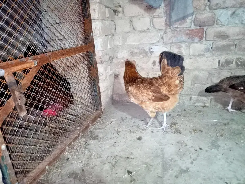 Golden Misri Hens — photo 12