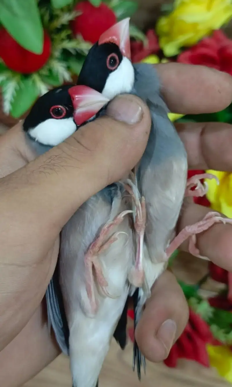 Adult Java finches breeder pair — photo 2
