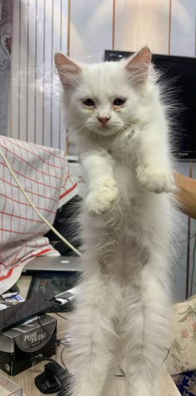 Persion kitten Male For Sale