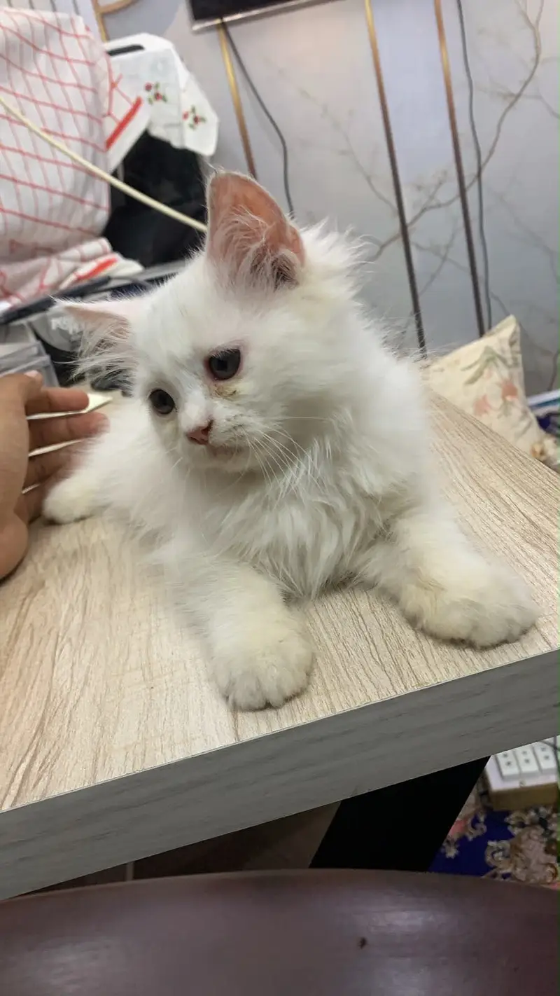 Persion kitten Male For Sale — photo 2