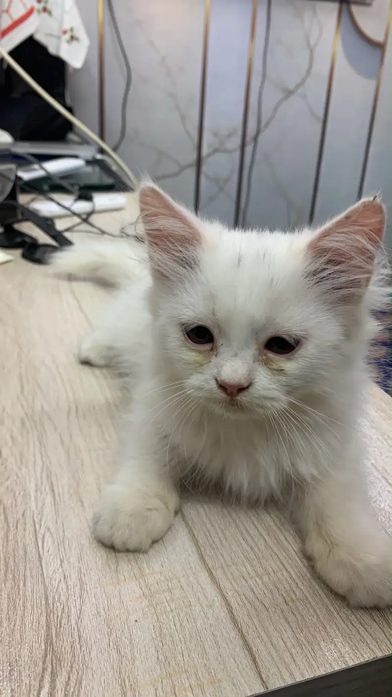 Persion kitten Male For Sale — photo 3