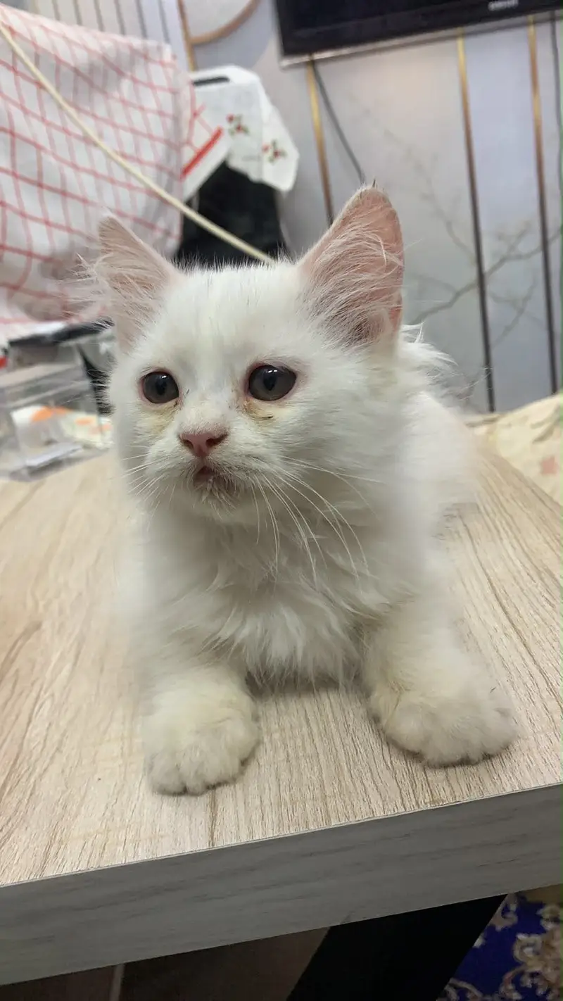 Persion kitten Male For Sale — photo 4
