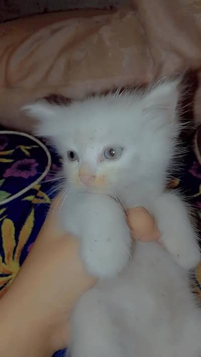kitten For Sale!!!