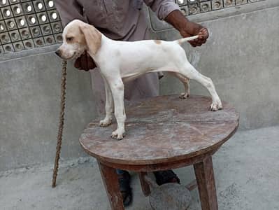 pure English pointer female from padgree parents