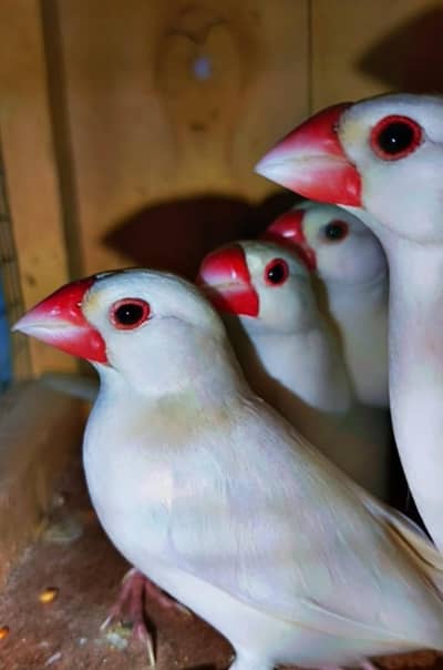 Adult Java finches breeder pair