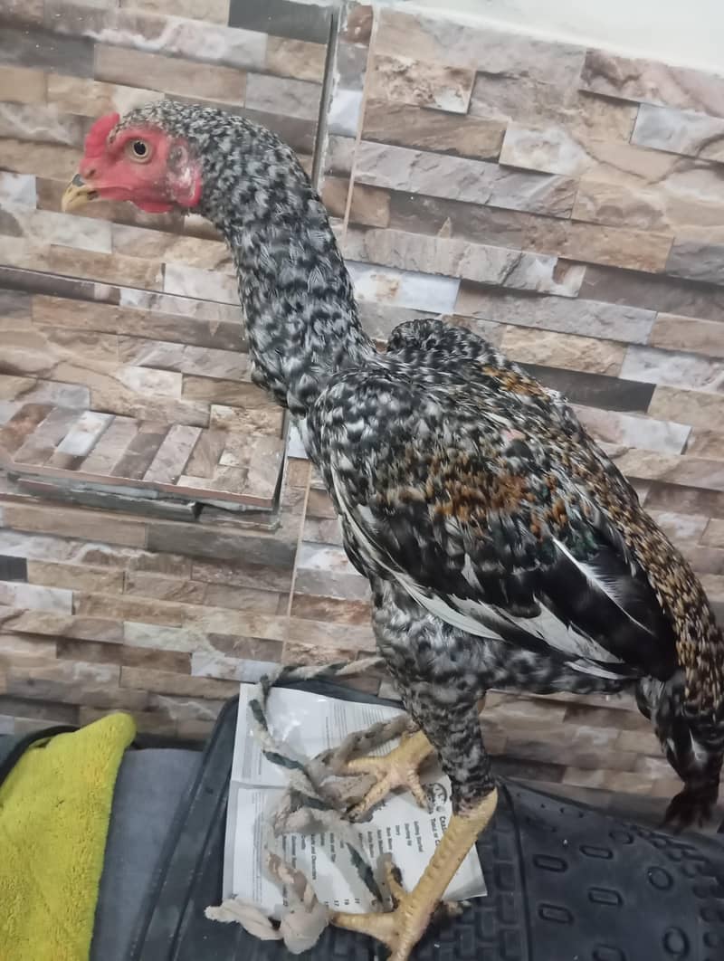 Coco colour cross breed patha 1