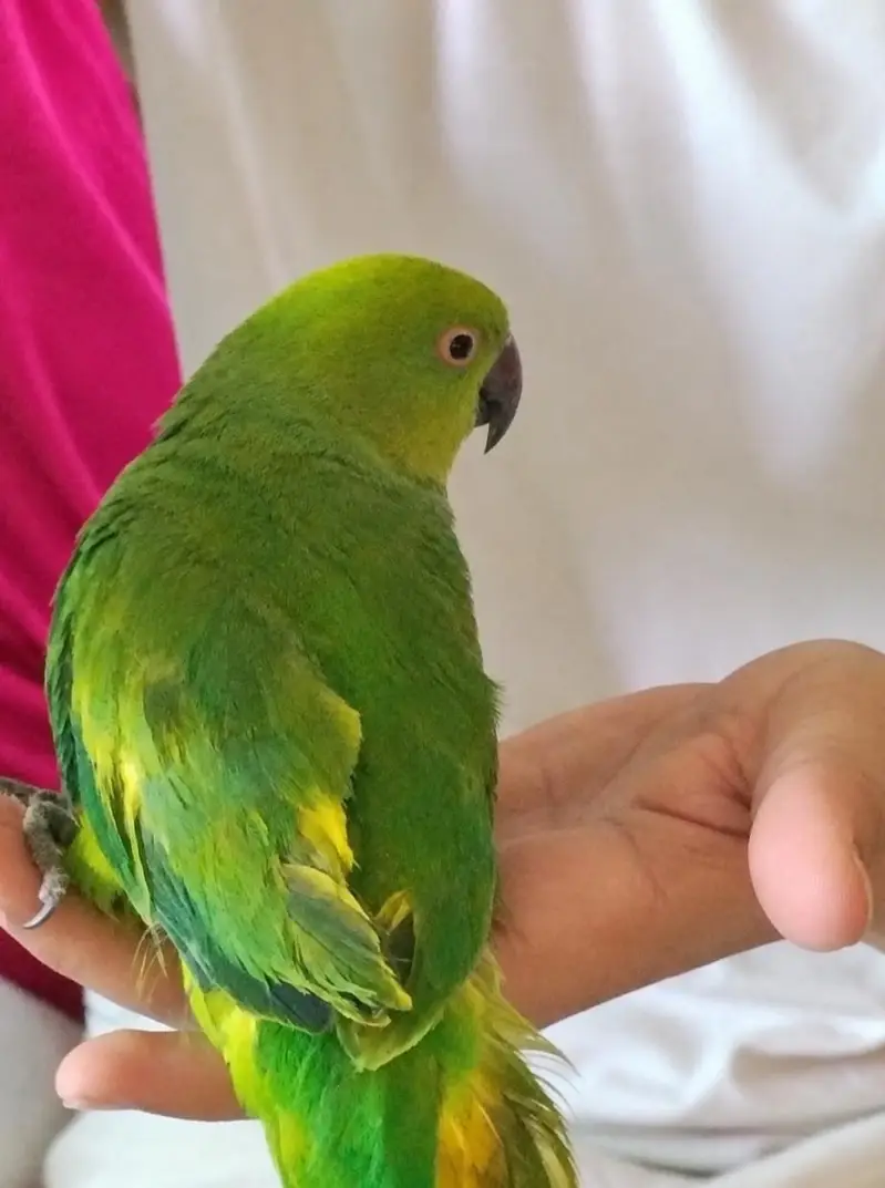 Semi tame parrot zero bite urgent — photo 2