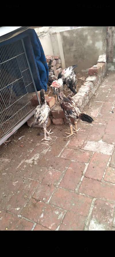 Adeel chicks and Adeel Thai bumri pair for sale