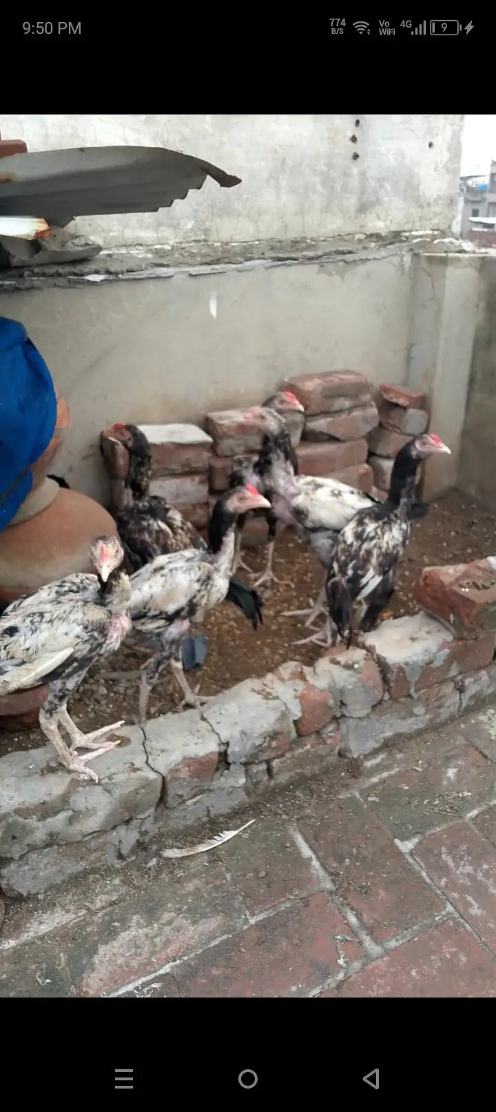 Adeel chicks and Adeel Thai bumri pair for sale — photo 2