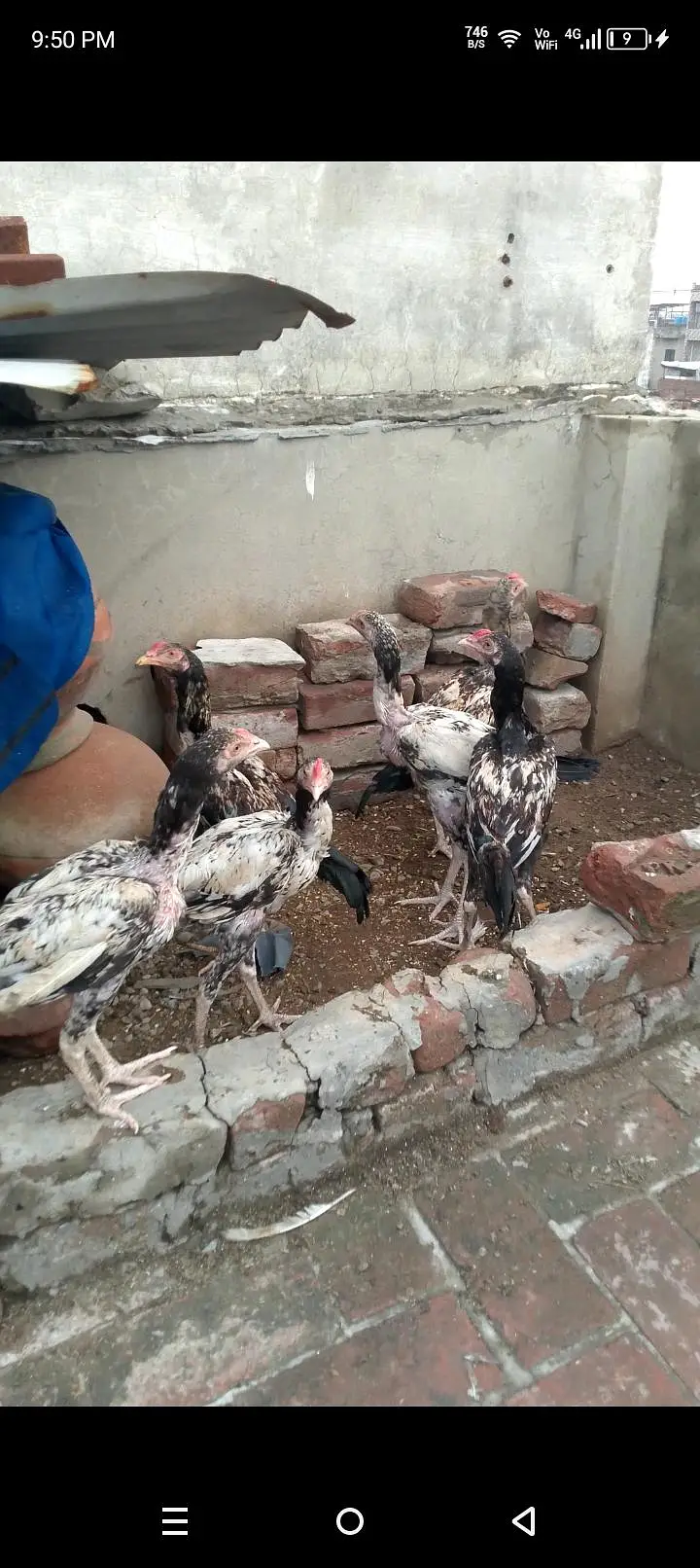 Adeel chicks and Adeel Thai bumri pair for sale — photo 3