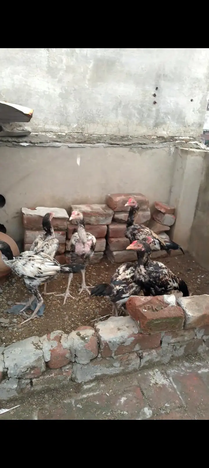 Adeel chicks and Adeel Thai bumri pair for sale — photo 4
