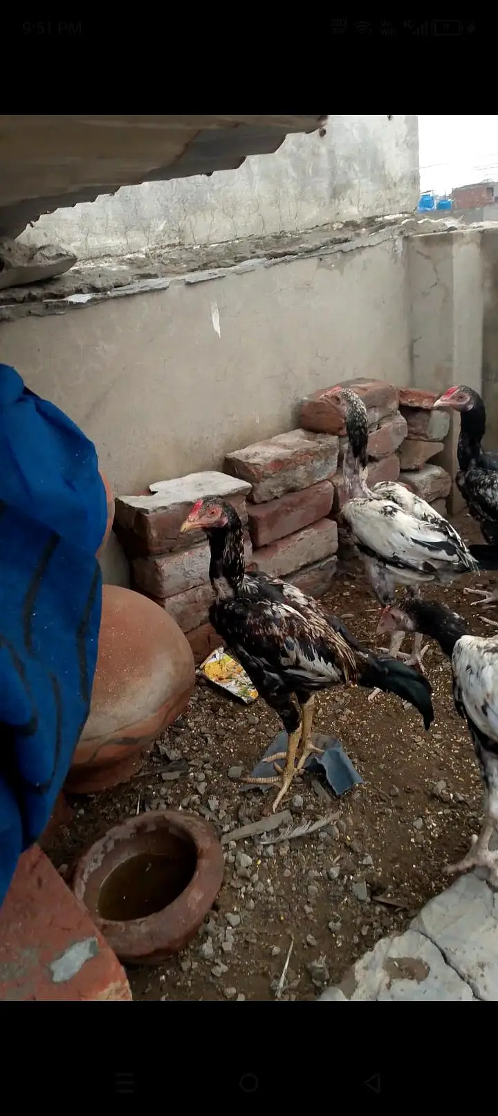 Adeel chicks and Adeel Thai bumri pair for sale — photo 5