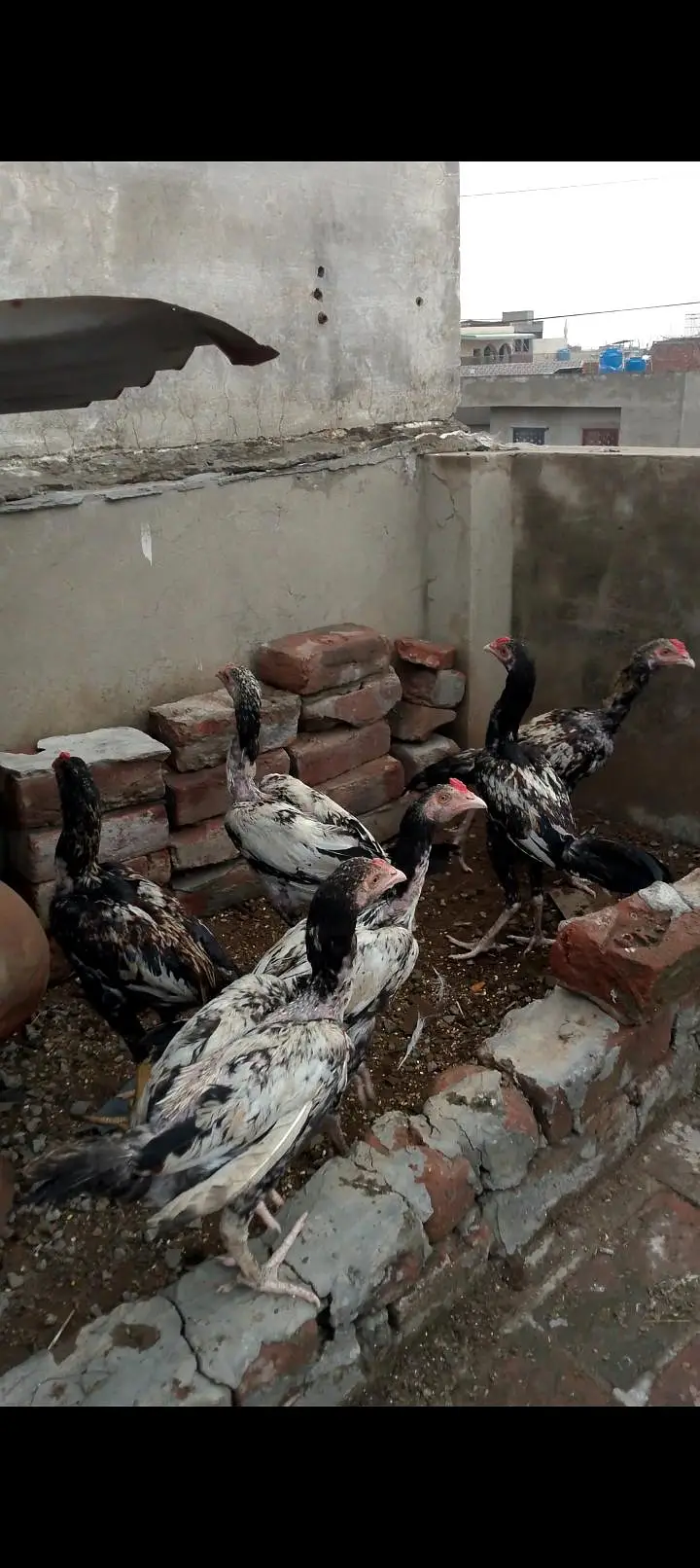 Adeel chicks and Adeel Thai bumri pair for sale — photo 6