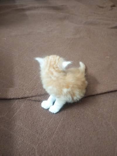 Persian kitten for sale