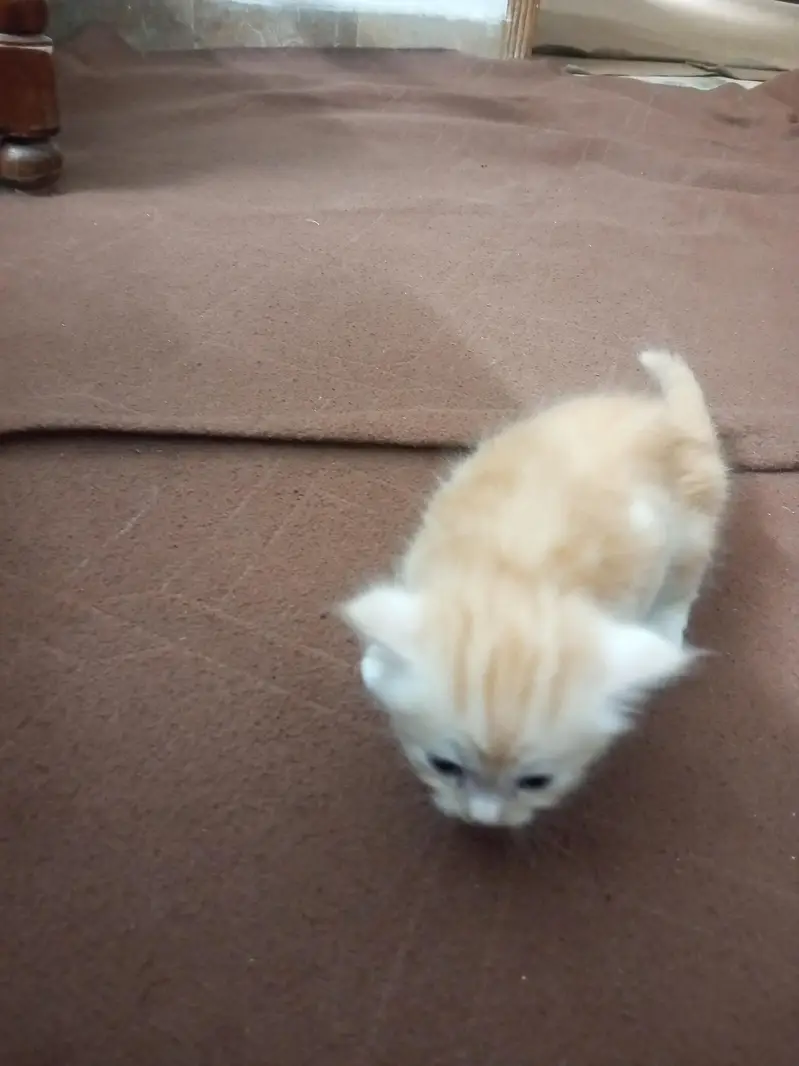 Persian kitten for sale — photo 2