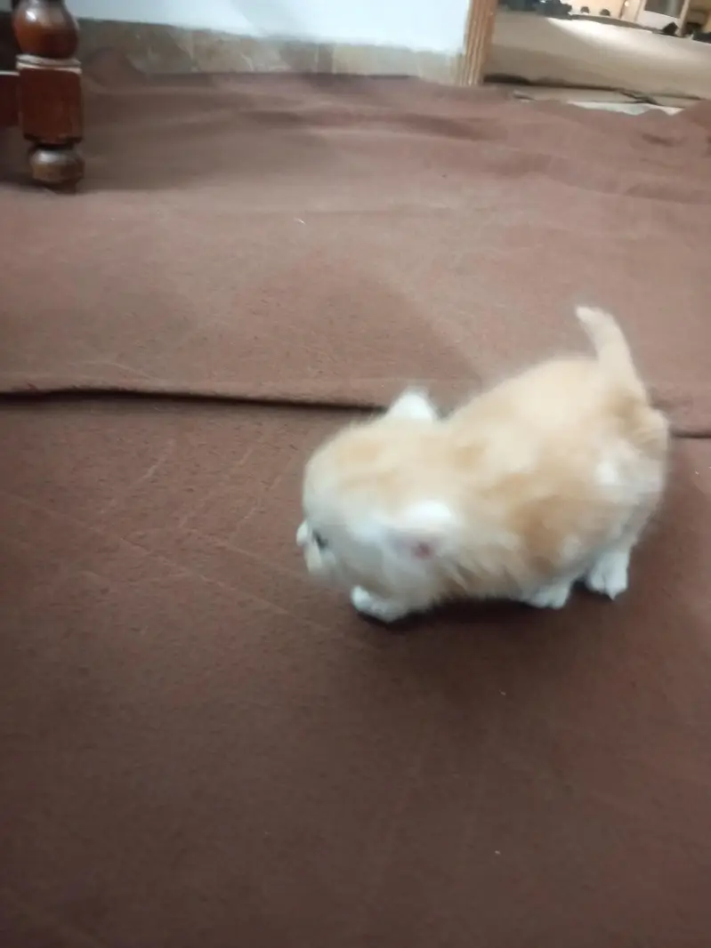 Persian kitten for sale — photo 3