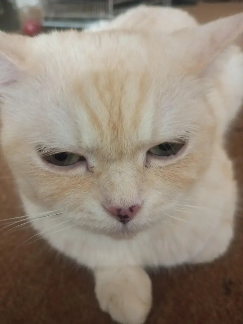 Persian kitten for sale — photo 4