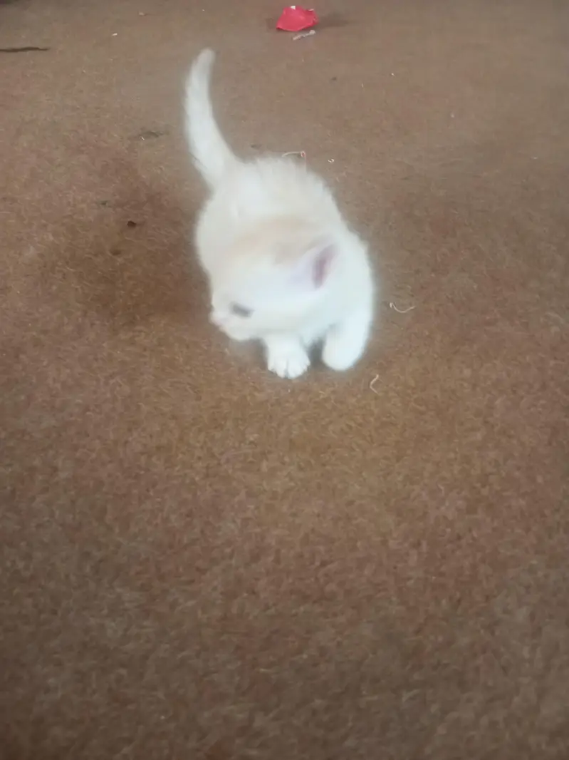 Persian kitten for sale — photo 5