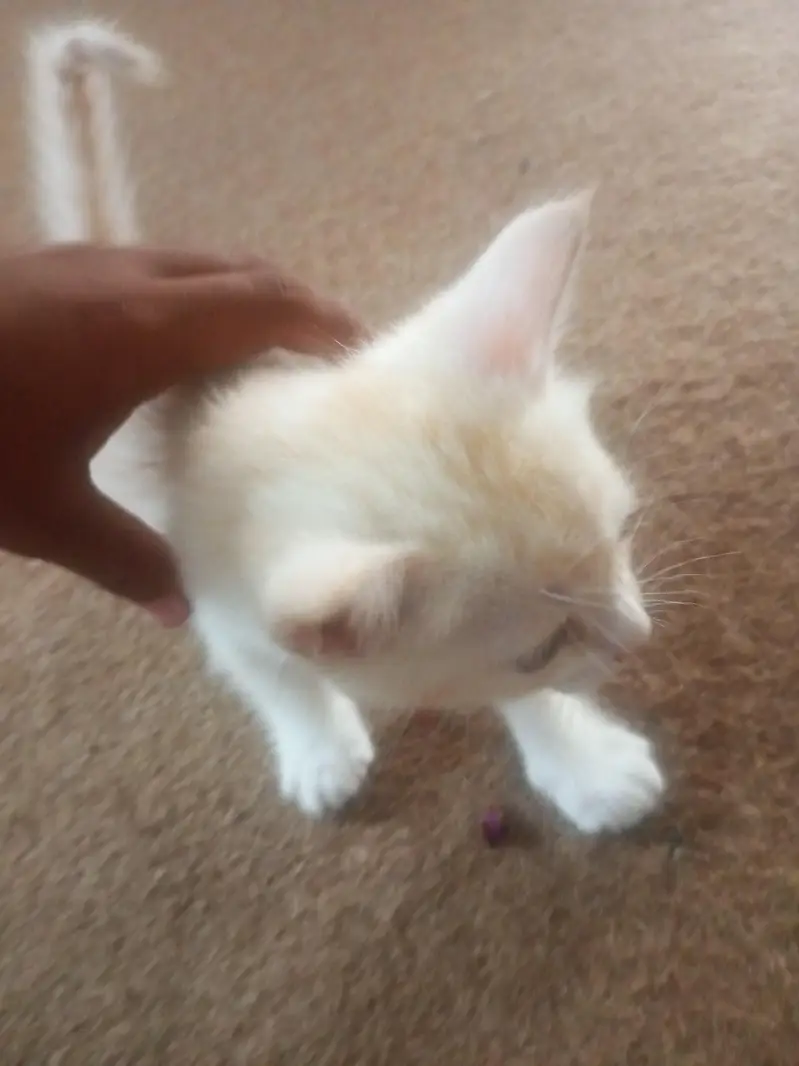 Persian kitten for sale — photo 6