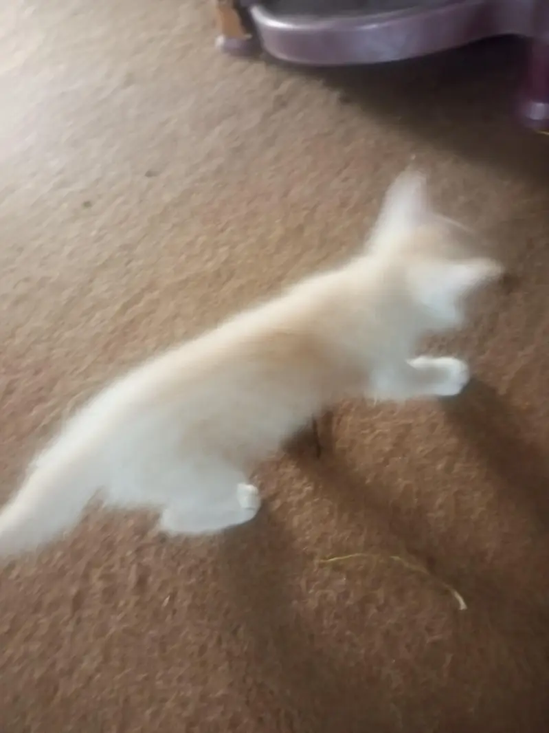 Persian kitten for sale — photo 7