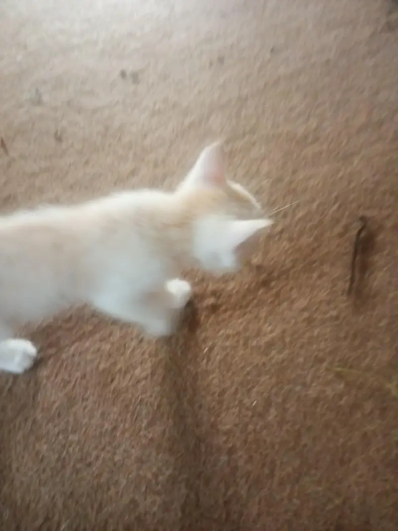 Persian kitten for sale — photo 8
