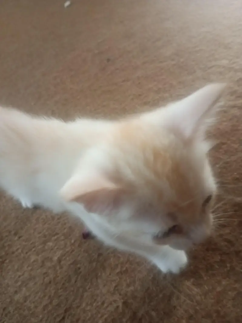 Persian kitten for sale — photo 9