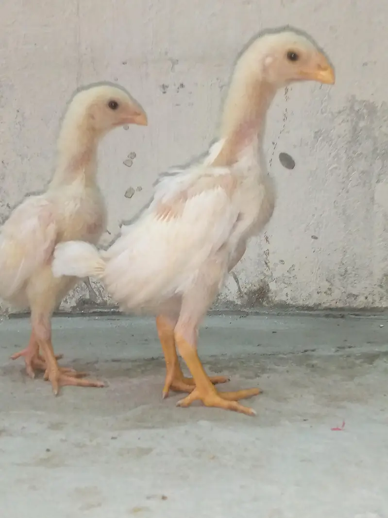SHAMO CHICK available — photo 3