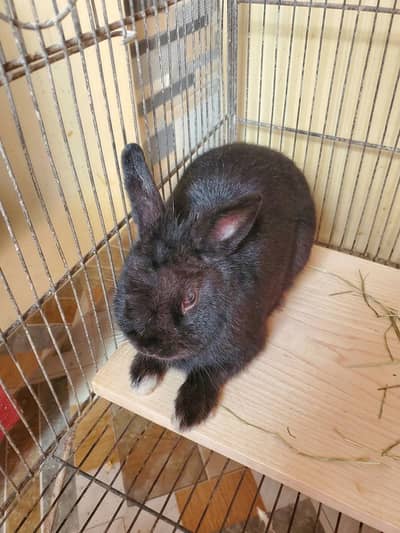 Netherland Rabbits
