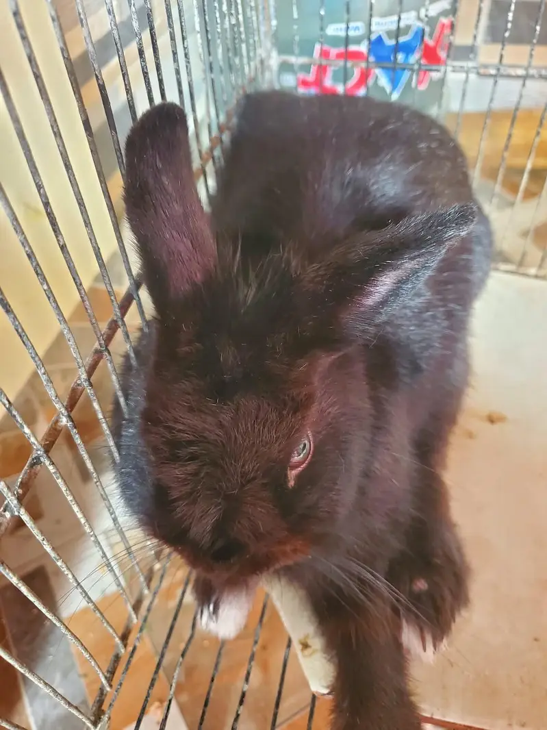 Netherland Rabbits — photo 2